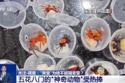 盱眙@铲屎官们 养“异宠”或危害国家安全 这些行为违法了