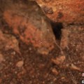 盱眙江西发现蜘蛛新物种 为研究呵叻蛛属适应区域提供依据