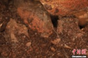 盱眙江西发现蜘蛛新物种 为研究呵叻蛛属适应区域提供依据