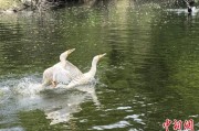 盱眙吉林：罕见白鸬鹚连续两年“故地重游”